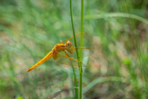 crocothemis erythraea la libellule ecarlate femelle crocothemis erythraea la libellule ecarlate femelle