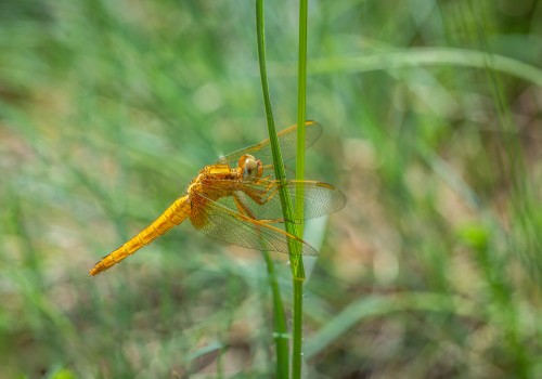 crocothemis erythraea  la libellule ecarlate  femelle