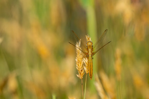 crocothemis erythraea la libellule ecarlate femelle crocothemis erythraea la libellule ecarlate femelle