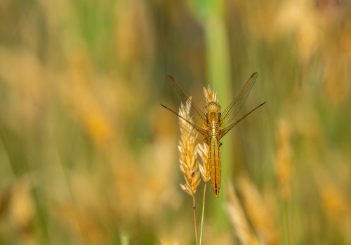 crocothemis erythraea  la libellule ecarlate  femelle