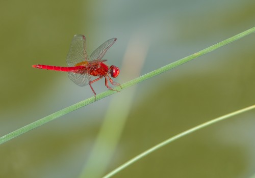 crocothemis erythraea  la libellule ecarlate  male