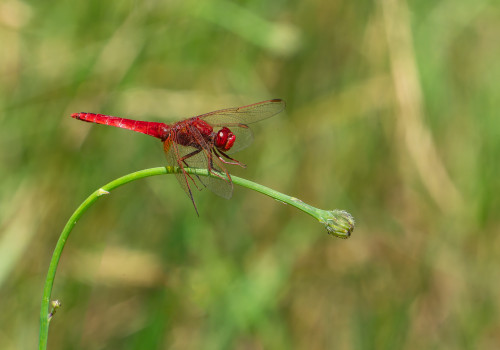 crocothemis erythraea  la libellule ecarlate  male