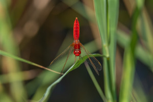 crocothemis erythraea la libellule ecarlate male crocothemis erythraea la libellule ecarlate male