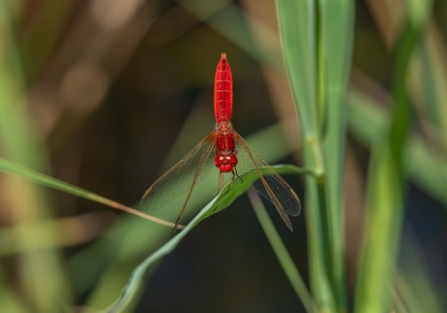 crocothemis erythraea  la libellule ecarlate  male