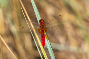 crocothemis erythraea la libellule ecarlate male crocothemis erythraea la libellule ecarlate male