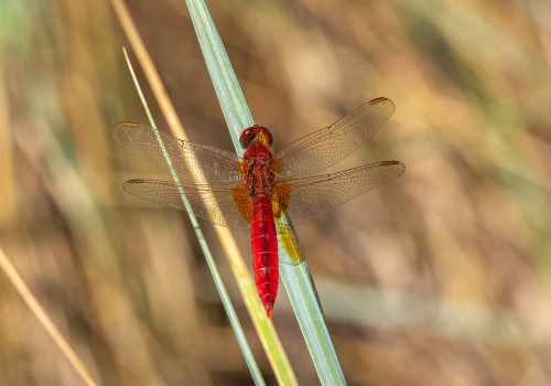 crocothemis erythraea  la libellule ecarlate  male