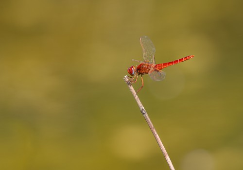 crocothemis erythraea male  la libellule ecarlate 