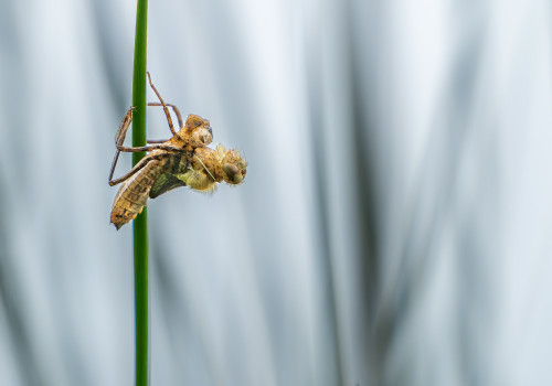 cordulia aenea cordulie bronzee cordulia aenea cordulie bronzee