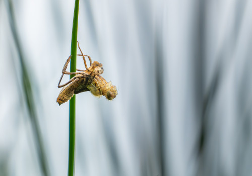 cordulia aenea cordulie bronzee cordulia aenea cordulie bronzee