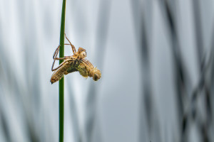 cordulia aenea cordulie bronzee cordulia aenea cordulie bronzee