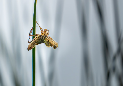 cordulia aenea cordulie bronzee cordulia aenea cordulie bronzee