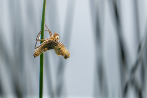 cordulia aenea cordulie bronzee cordulia aenea cordulie bronzee
