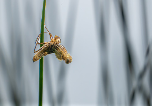 cordulia aenea cordulie bronzee cordulia aenea cordulie bronzee