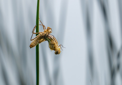 cordulia aenea cordulie bronzee cordulia aenea cordulie bronzee