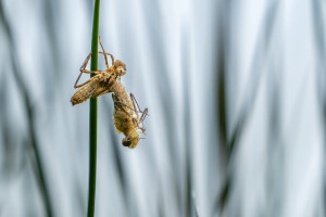 cordulia aenea cordulie bronzee cordulia aenea cordulie bronzee