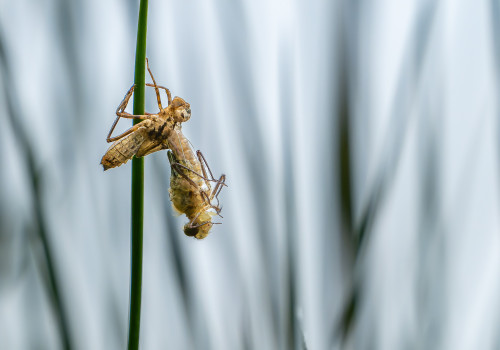 cordulia aenea cordulie bronzee cordulia aenea cordulie bronzee