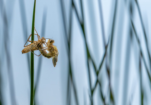 cordulia aenea cordulie bronzee cordulia aenea cordulie bronzee