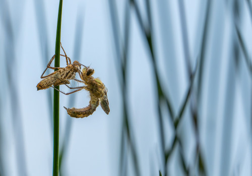 cordulia aenea cordulie bronzee cordulia aenea cordulie bronzee