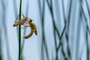 cordulia aenea cordulie bronzee cordulia aenea cordulie bronzee