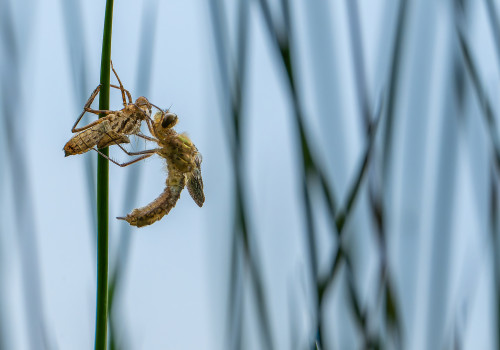 cordulia aenea cordulie bronzee cordulia aenea cordulie bronzee