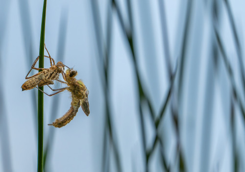 cordulia aenea cordulie bronzee cordulia aenea cordulie bronzee