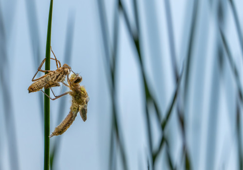 cordulia aenea cordulie bronzee cordulia aenea cordulie bronzee