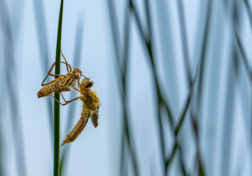 cordulia aenea cordulie bronzee cordulia aenea cordulie bronzee