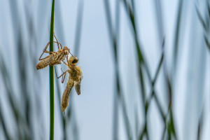 cordulia aenea cordulie bronzee cordulia aenea cordulie bronzee