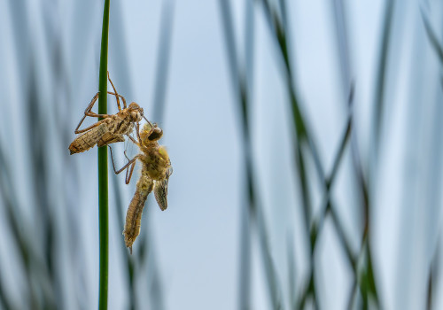 cordulia aenea cordulie bronzee cordulia aenea cordulie bronzee