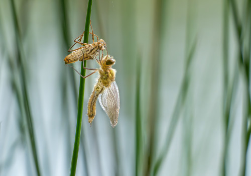 cordulia aenea cordulie bronzee cordulia aenea cordulie bronzee