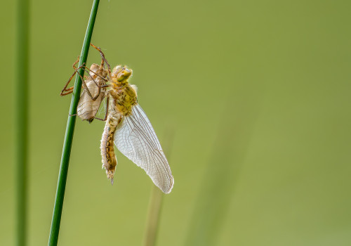 cordulia aenea cordulie bronzee cordulia aenea cordulie bronzee