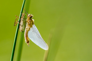 cordulia aenea cordulie bronzee cordulia aenea cordulie bronzee