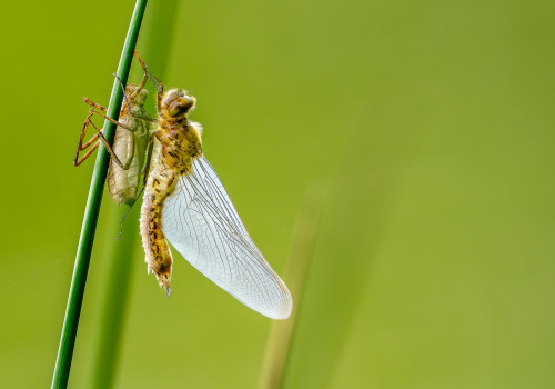 cordulia aenea cordulie bronzee cordulia aenea cordulie bronzee