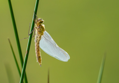 cordulia aenea cordulie bronzee cordulia aenea cordulie bronzee