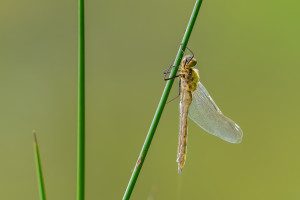 cordulia aenea cordulie bronzee cordulia aenea cordulie bronzee