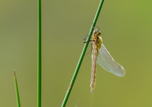 cordulia aenea cordulie bronzee cordulia aenea cordulie bronzee