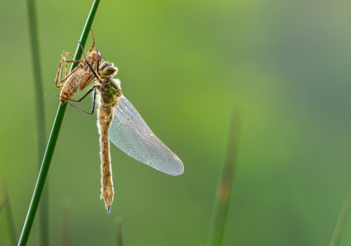 cordulia aenea cordulie bronzee cordulia aenea cordulie bronzee