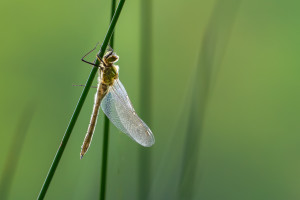 cordulia aenea cordulie bronzee cordulia aenea cordulie bronzee