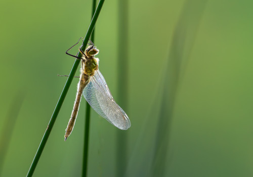 cordulia aenea cordulie bronzee cordulia aenea cordulie bronzee