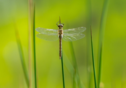 cordulia aenea cordulie bronzee cordulia aenea cordulie bronzee