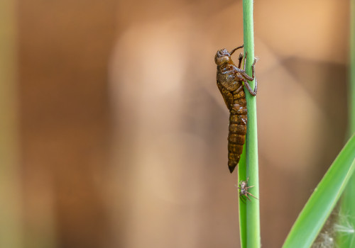 brachytron pratense  aeschne printaniere  femelle