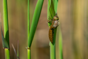 brachytron pratense aeschne printaniere femelle 11 brachytron pratense aeschne printaniere femelle 11