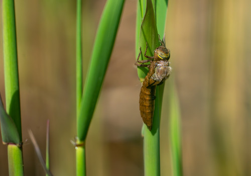 brachytron pratense  aeschne printaniere  femelle 11