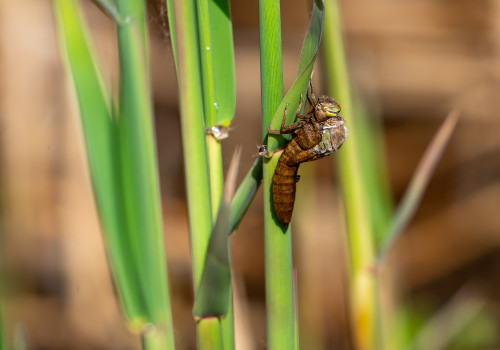 brachytron pratense  aeschne printaniere  femelle