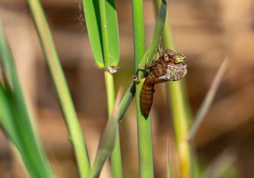 brachytron pratense  aeschne printaniere  femelle 13
