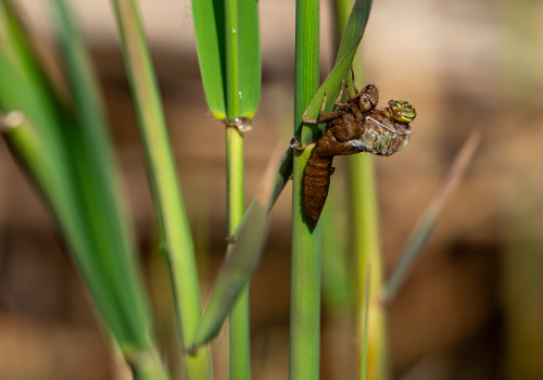 brachytron pratense  aeschne printaniere  femelle