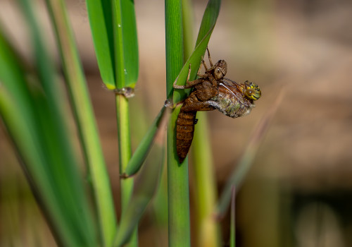 brachytron pratense  aeschne printaniere  femelle