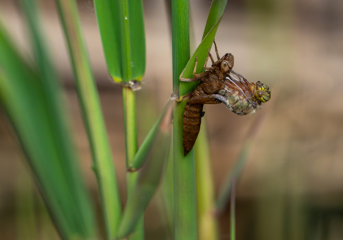 brachytron pratense  aeschne printaniere  femelle