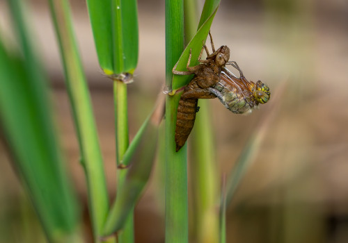 brachytron pratense  aeschne printaniere  femelle