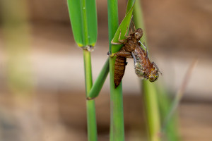 brachytron pratense aeschne printaniere femelle brachytron pratense aeschne printaniere femelle